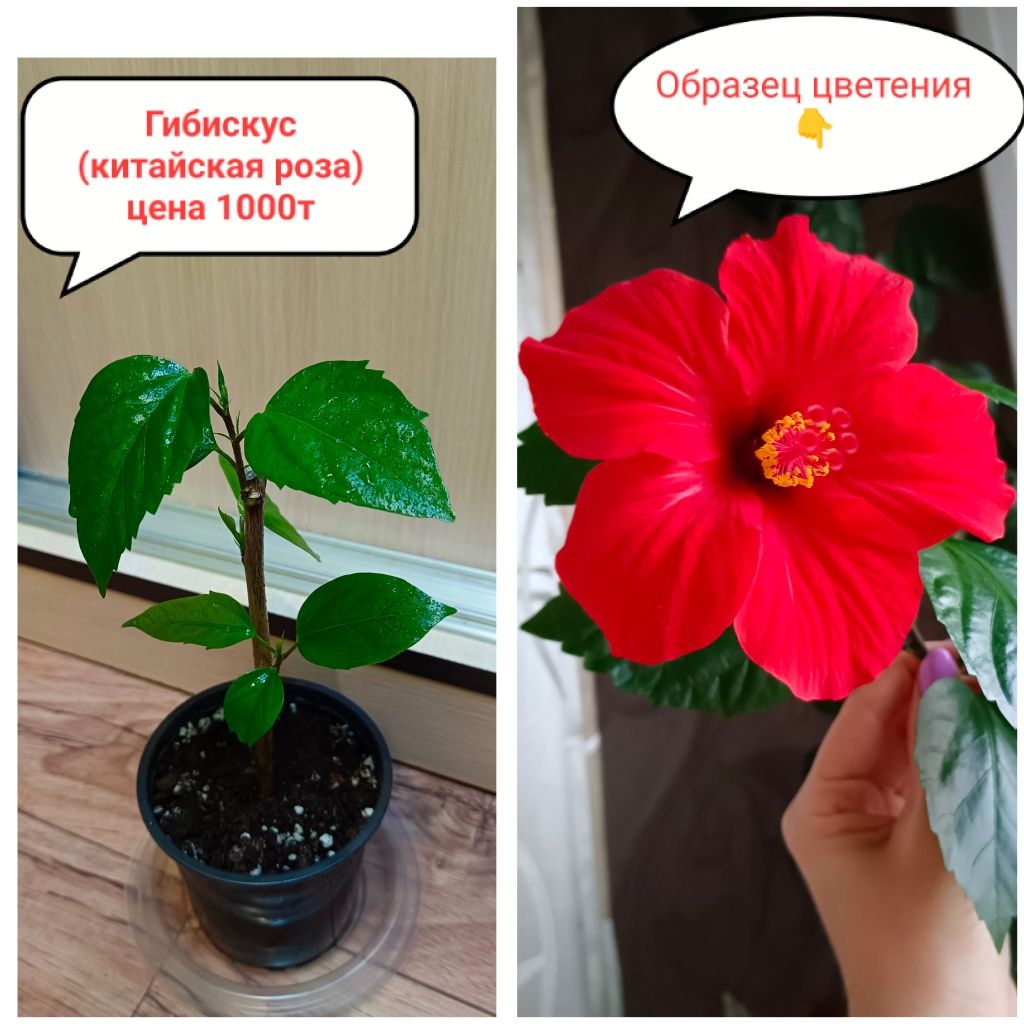 Акция!!! СКИДКА -10% при покупке от 3 штук!