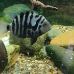 Трехгибридный попугай синий тигр (Hybrid cichlid)