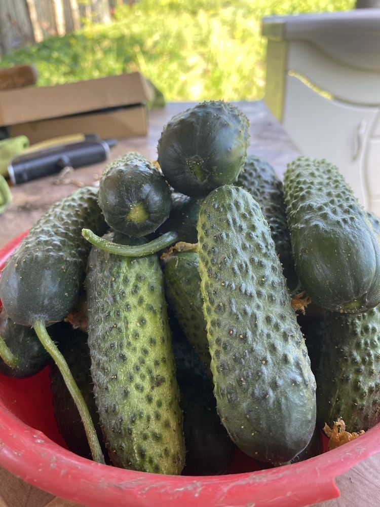 Продам  огурчики