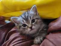 Очень ласковый котёнок игривая 1 подарок игрушка для котика
