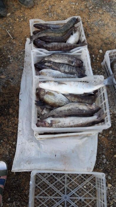 Раки морские живые, вареные,