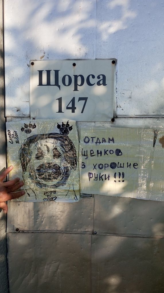 Отдадим щенков полушарпейчиков