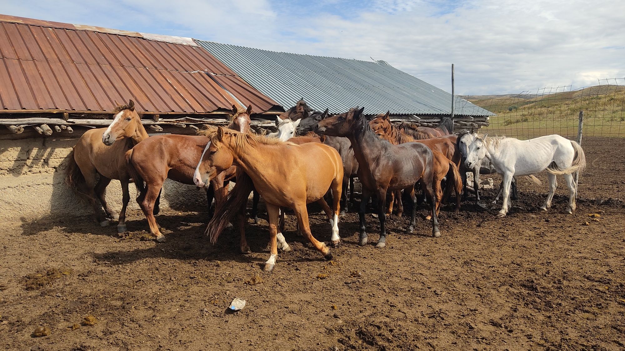 Продам Жылқы, бие, байтал, айғыр, тай сатылады