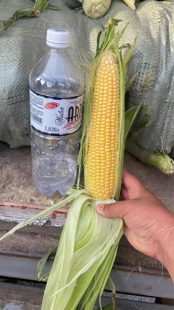 Кукуруза, свежий урожай, жүгері, жугеры