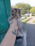 Отдам котят даром