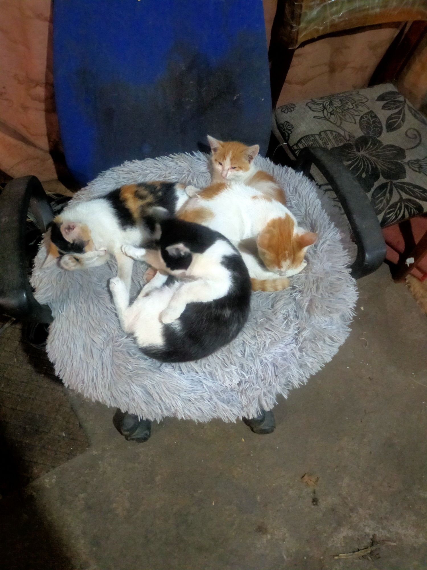 Отдам котят разных