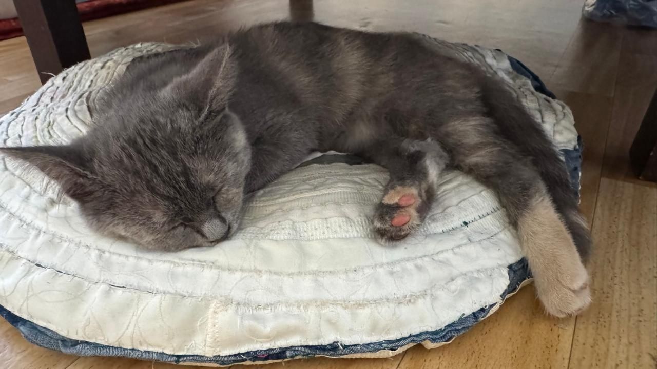 Отдам котёнка в хорошие руки