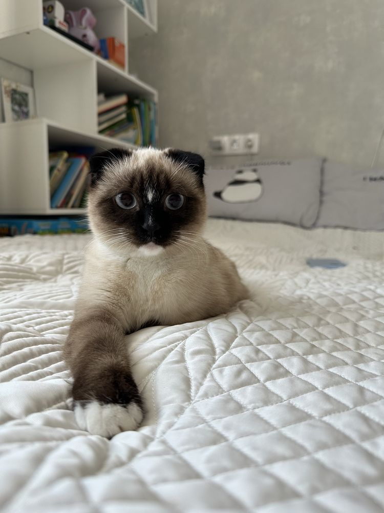 Отдам в добрые руки кошечку