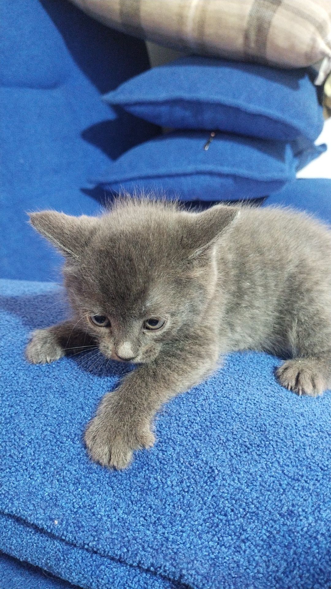 Кошка приучена к лотку. 3 штуки