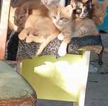Отдам котят в добрые руки