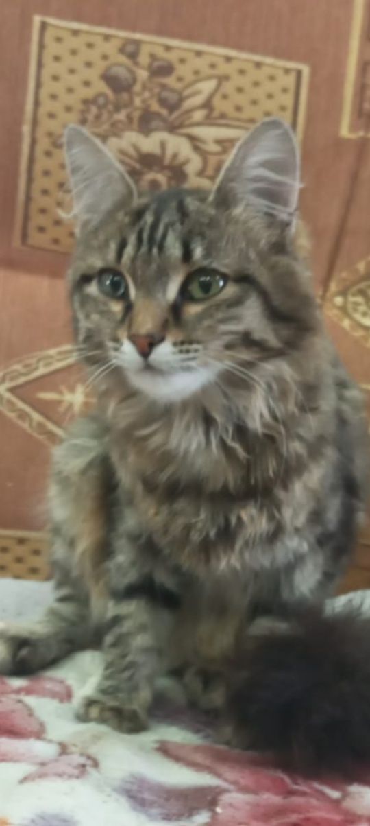 Отдам в добрые руки кошечку