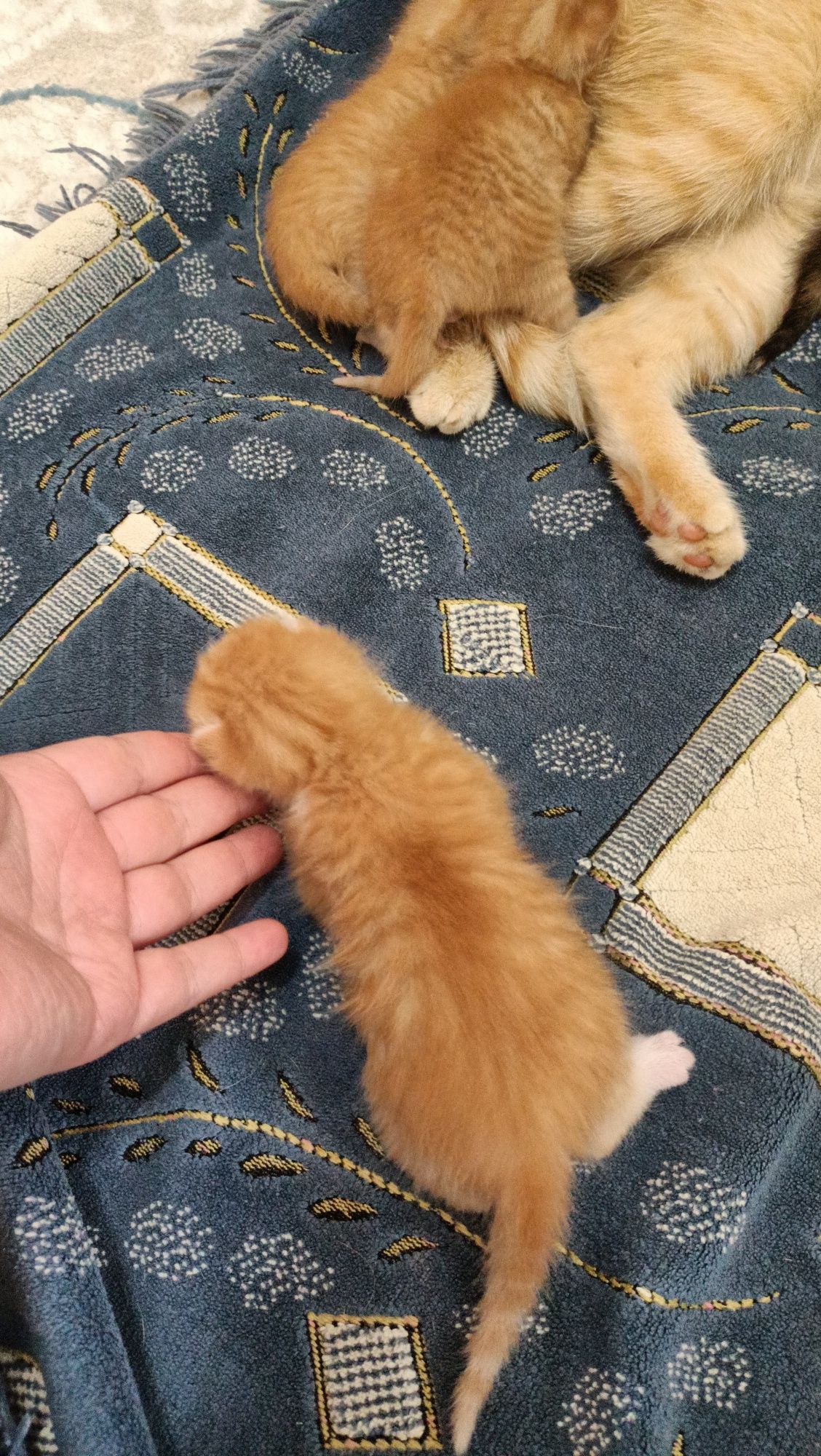 Отдам рыжие котята