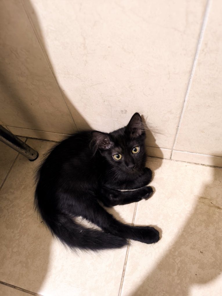 Отдам 2 котят девочек