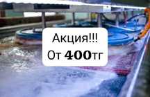 Акция!!! Чистка/ Стирка ковров Килем жуу + Дизинфекция в подарок