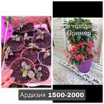 Кофе фикус ардизия клеродендрум Угандийский  спатифиллум Индонезия лав