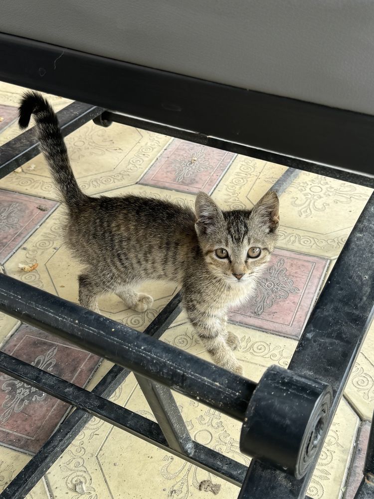 Отдам котят в хорошие руки