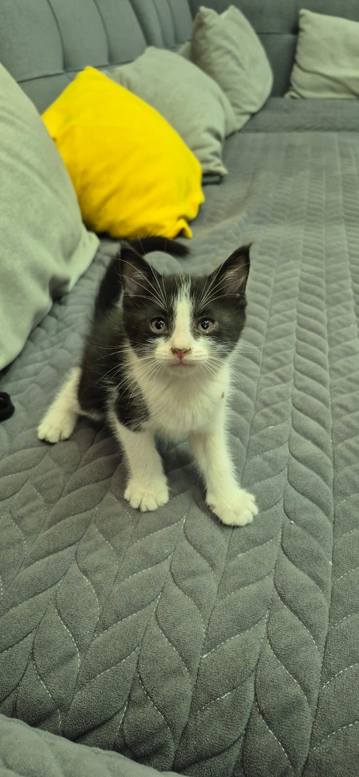 Отдам котят 2 девочки 1 мальчик
