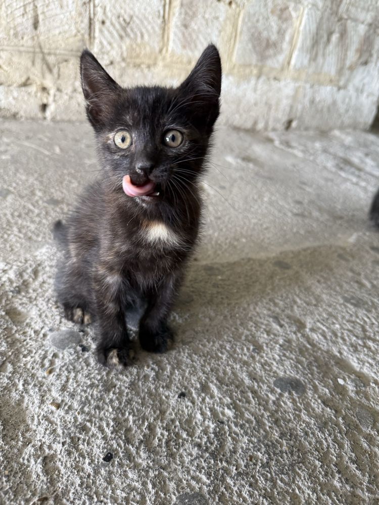 Котята ищут дом