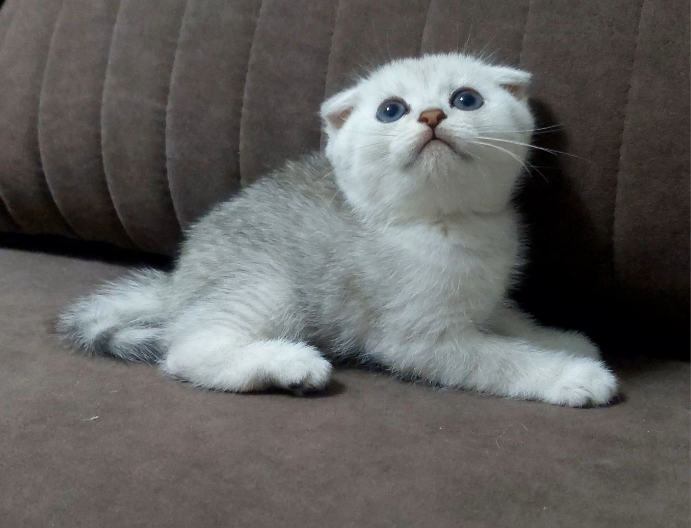 Котята скотиш страйт и скониш фолд