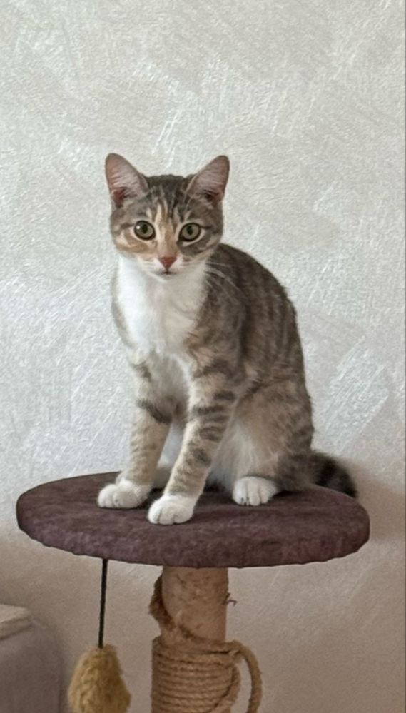 Отдам ласковую кошечку