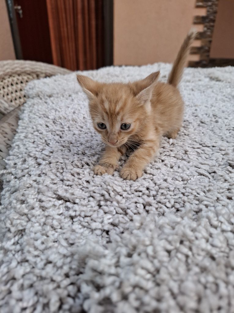 Котята домашние в добрые руки