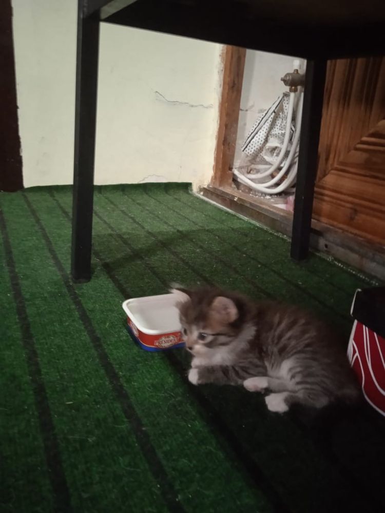 Отдам котят в хорошие руки