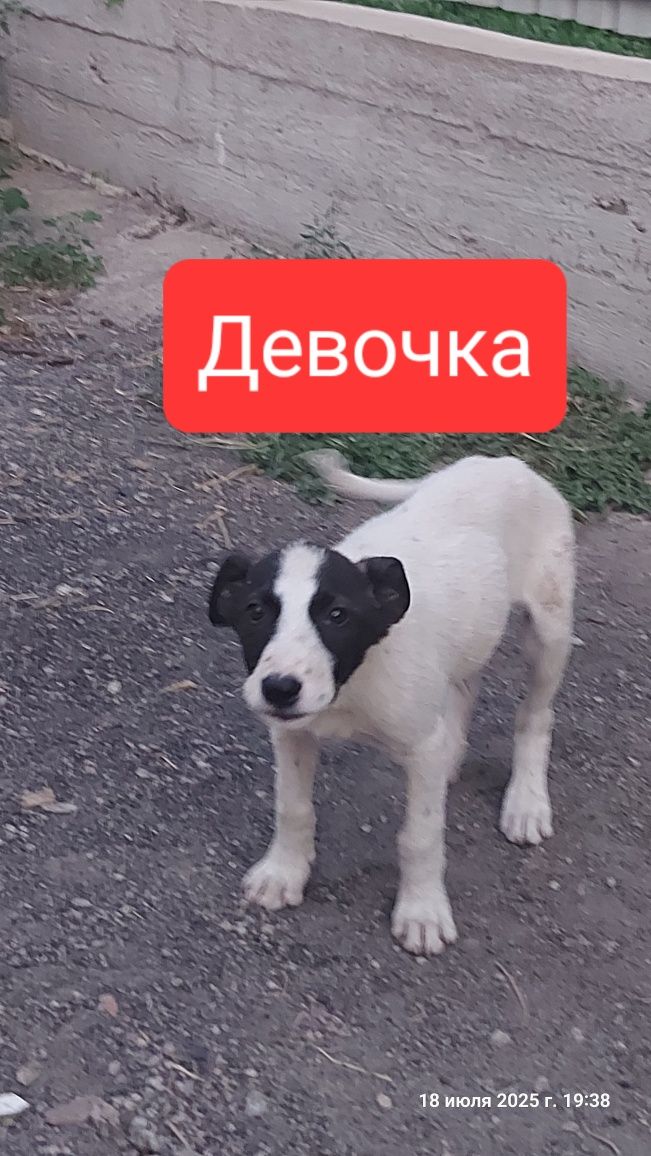 Щеночек девочка бесплатно