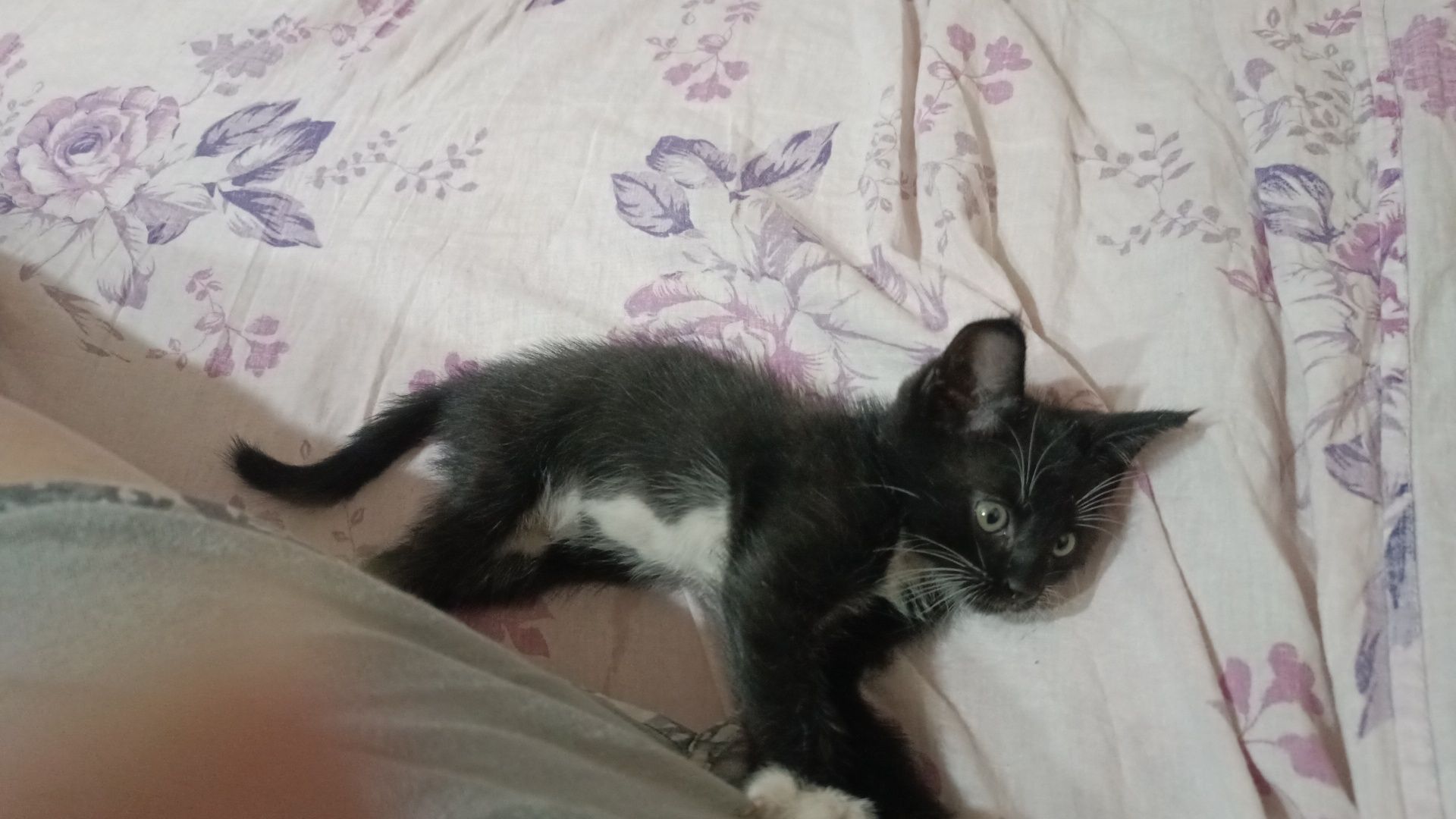 Отдам котят в заботливые руки