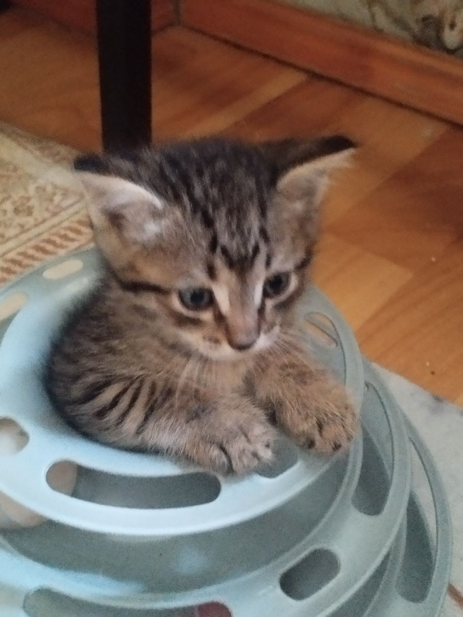 Отдам котят в добрые руки