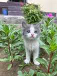 Отдам котят бесплатно