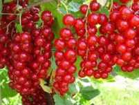 Продам красную смородину