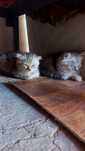 Животное котенок