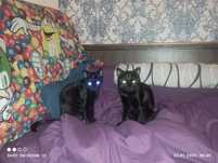 Отдаю в хорошую семью кота и кошку