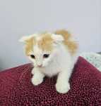 Котенок мальчик  красавчик
