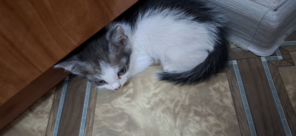 Отдам котят в добрые руки