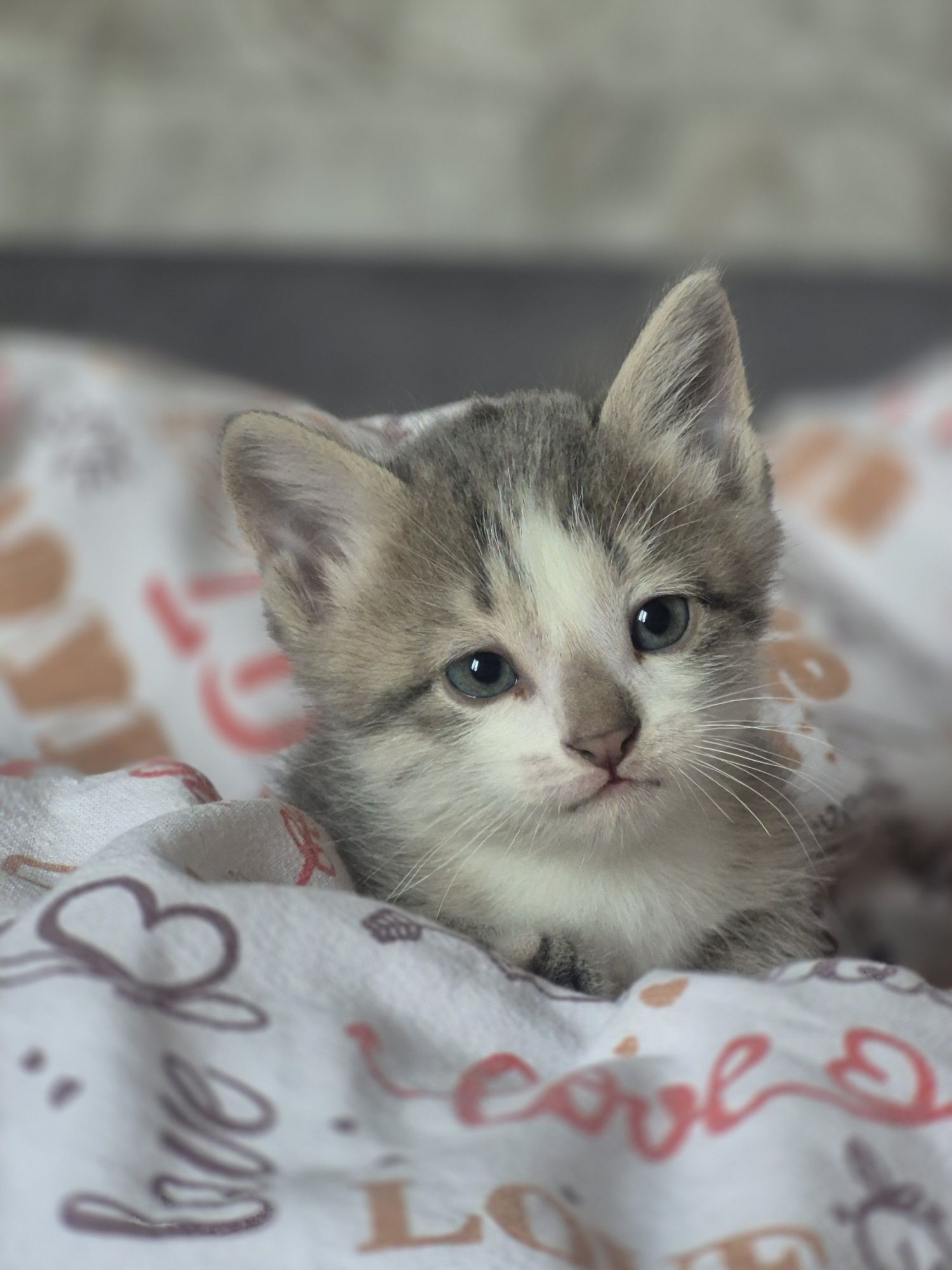 Отдаём котят в добрые руки