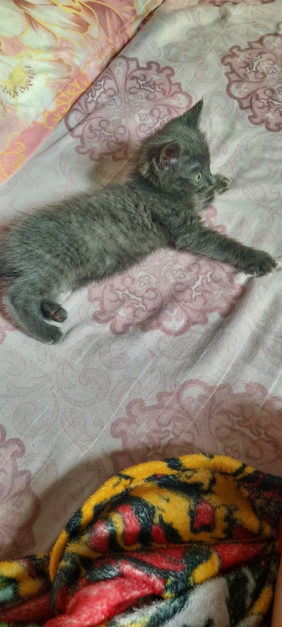 Отдам в добрые руки кошечку