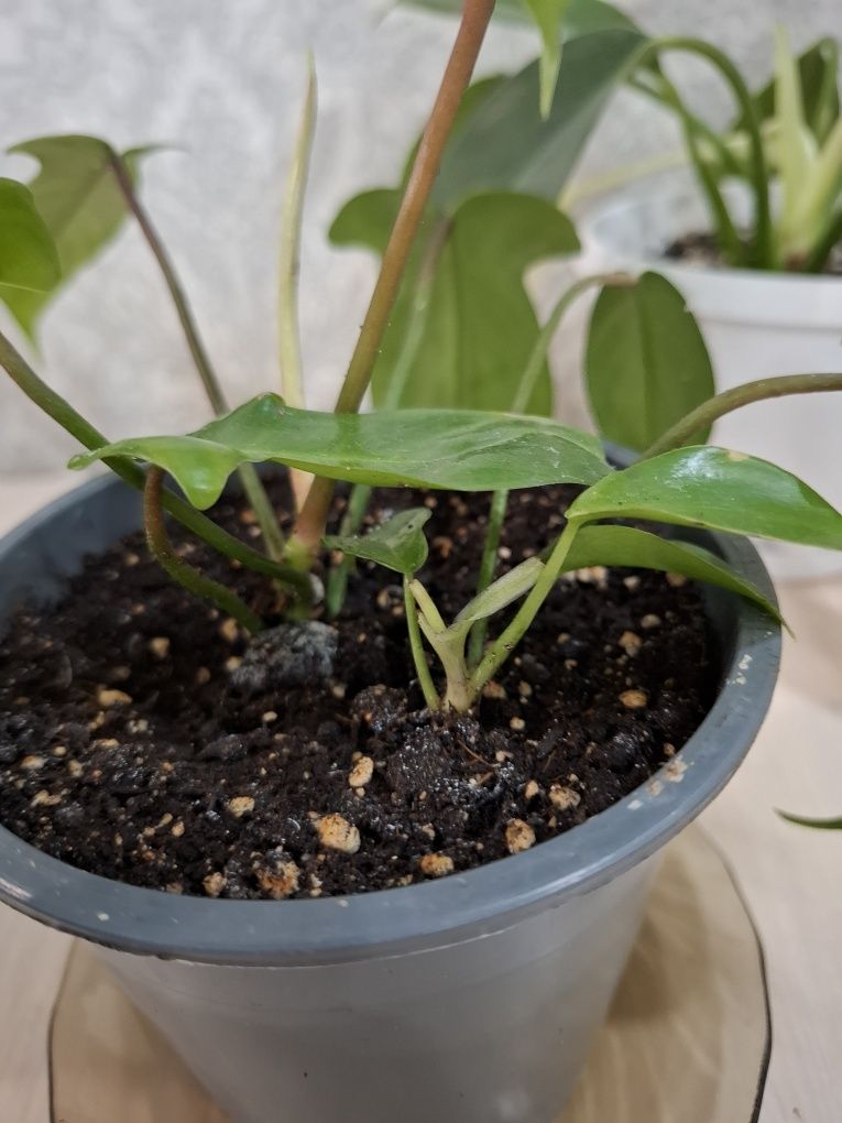 Продам цветок филодендрон Florida green