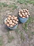 Продам семенной картофель