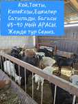 Кой, Токты, КепеКозы, Ешкилер Сатылады Куилери Жаксы Семиз   45-90
