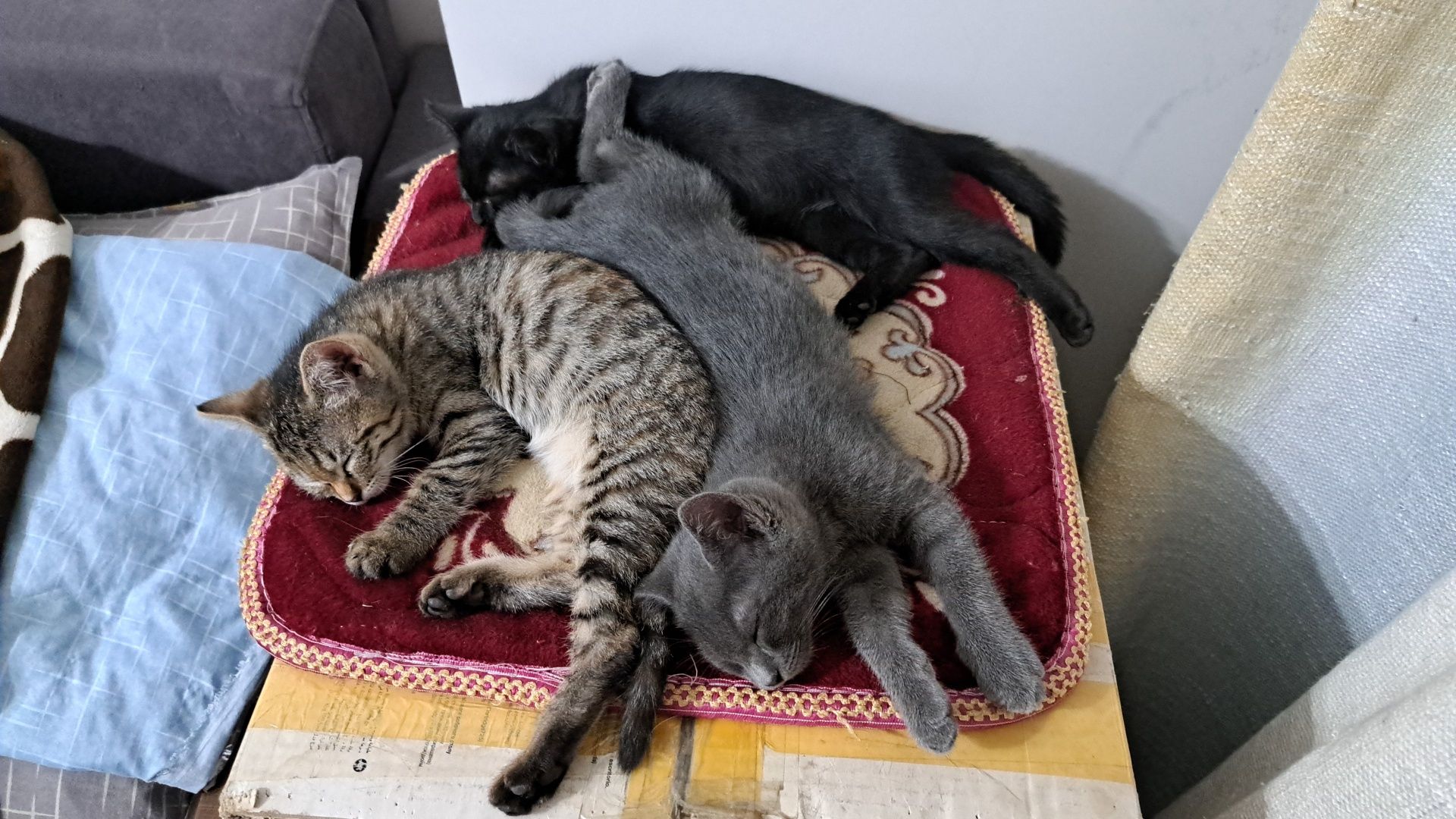 Бесплатно котят в хорошие руки