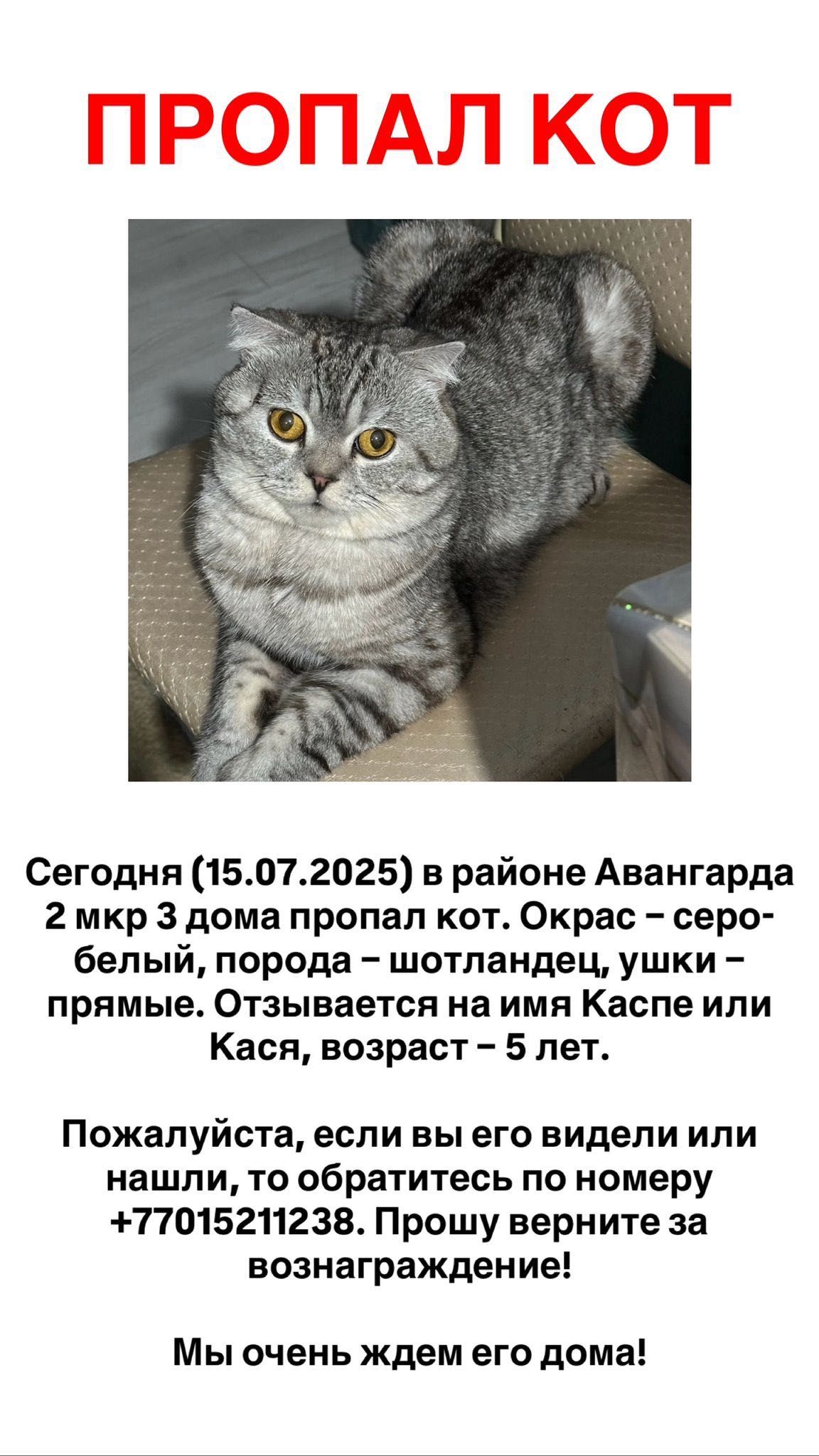 Потерялся кот!!!