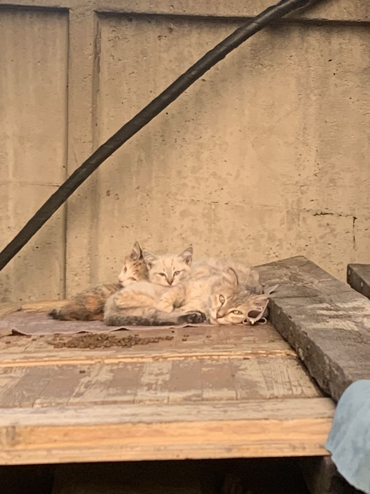 Бездомные котята с мамой кошкой
