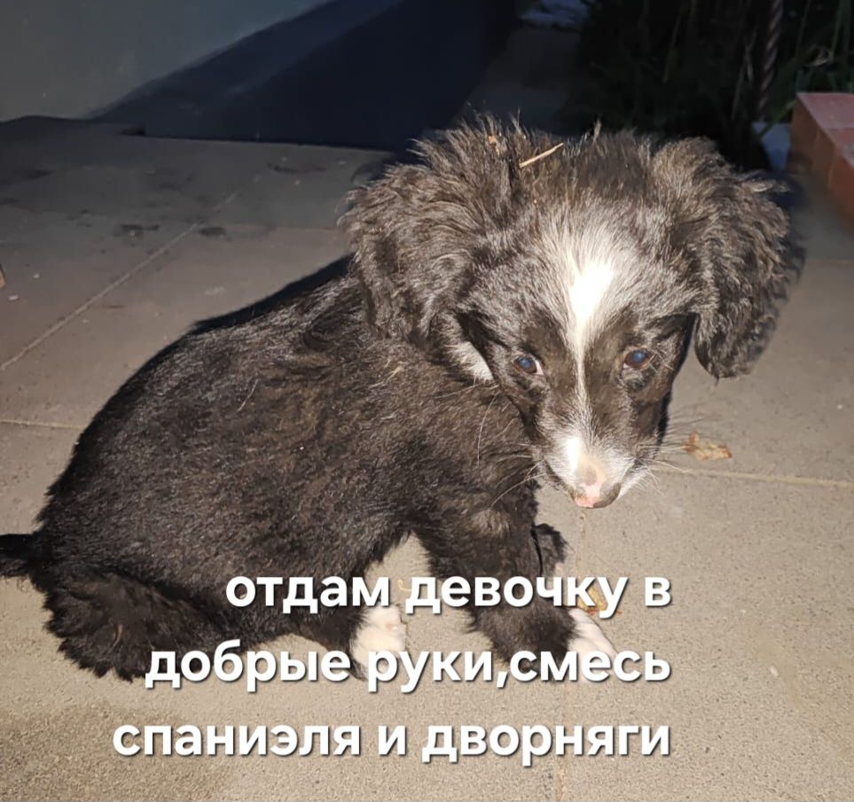 Отдам щенка бесплатно