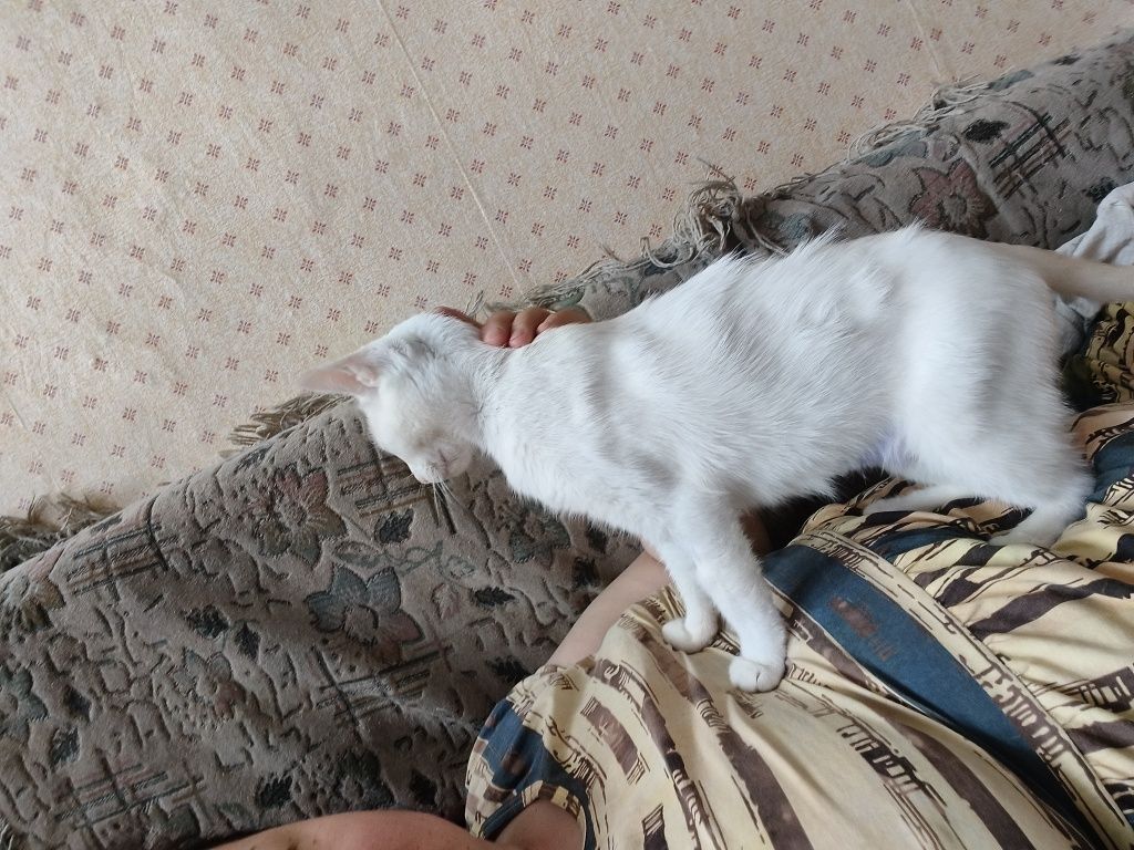 Отдам в добрые руки