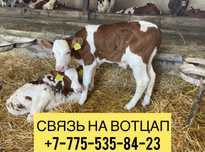 Продам телята бычки плем скот крс