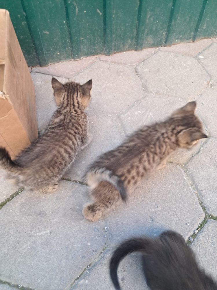 Отдам даром