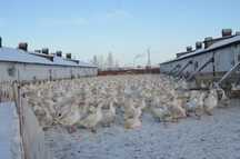 Гусиное инкубационное яйцо порода губернатор утяж мясной тип