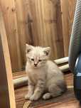 Отдам котенка в хорошие руки