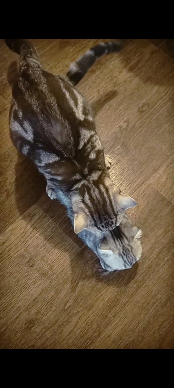 Вязка Скоттиш страйт